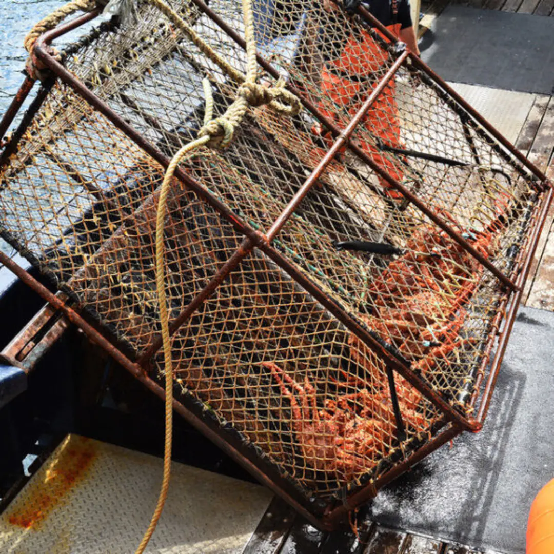 🔥Hot Sale🔥 – Colossal Alaskan King Crab Legs 20 lbs